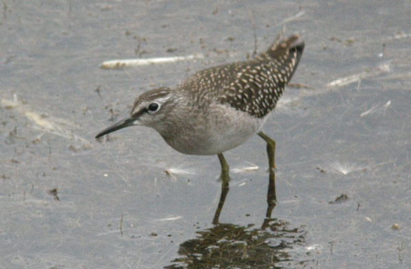 Wood Sandpiper