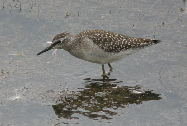 Wood Sandpiper Wood Sandpiper