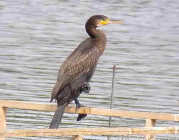 Cormorant Cormorant