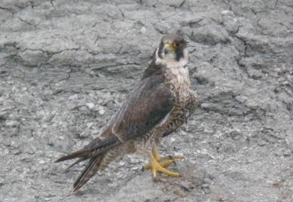 Peregrine