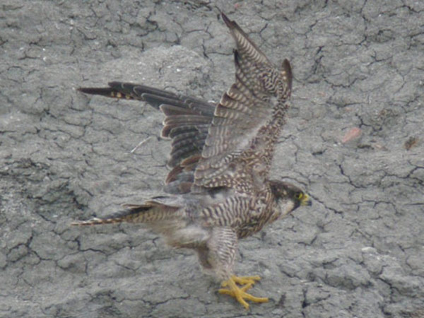 Peregrine Peregrine