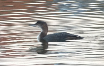 Great Northern Diver Great Northern Diver