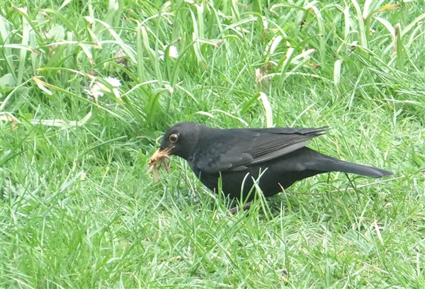 Blackbird Blackbird