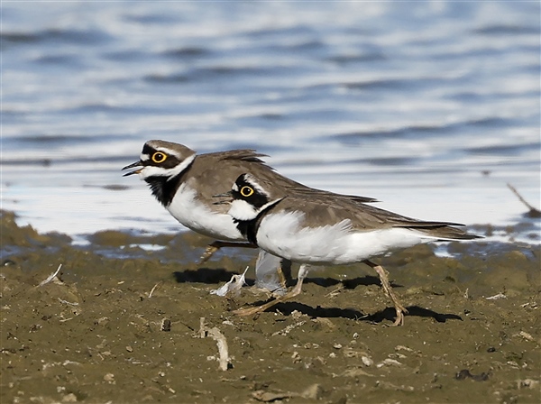 Little Ringed Plover Little Ringed Plover