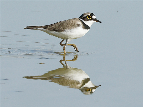 Little Ringed Plover Little Ringed Plover
