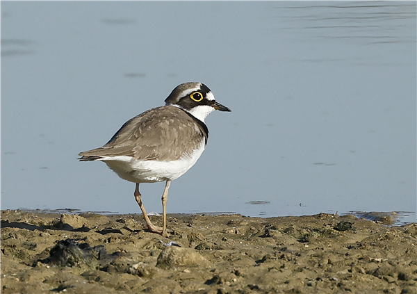 Little Ringed Plover Little Ringed Plover