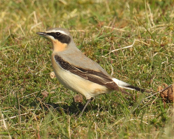 Wheatear Wheatear