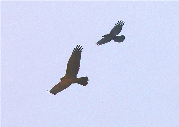 Marsh Harrier, Linford Reserve, Linford GPs, 14/09/2025 Photo of Marsh Harrier at Linford Reserve, Linford GPs, Buckinghamshire. Taken by Michael Haberfield on 14th September 2025.