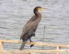 Cormorant