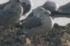 Caspian Gull