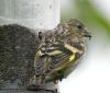 Siskin, Whitchurch, 05/06/2013 Photo of Siskin at Whitchurch, Buckinghamshire. Taken by Tim Watts on 5th June 2013.