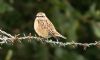 Whinchat, Wing, 15/09/2013 Photo of Whinchat at Wing, Buckinghamshire. Taken by Sean DArcy on 15th September 2013.