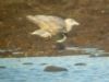 Glaucous Gull, Bourne End, 21/01/2014 Photo of Glaucous Gull at Bourne End, Buckinghamshire. Taken by David Cleal on 21st January 2014.