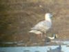 Glaucous Gull, Bourne End, 21/01/2014 Photo of Glaucous Gull at Bourne End, Buckinghamshire. Taken by David Cleal on 21st January 2014.