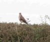 Buzzard, Whitchurch, 03/11/2014 Photo of Buzzard at Whitchurch, Buckinghamshire. Taken by Graham Smith on 3rd November 2014.