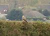 Buzzard, Whitchurch, 03/11/2014 Photo of Buzzard at Whitchurch, Buckinghamshire. Taken by Graham Smith on 3rd November 2014.
