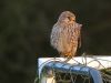 Kestrel, Calvert, 10/01/2016 Photo of Kestrel at Calvert, Buckinghamshire. Taken by Stephen Rodwell on 10th January 2016.