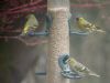 Siskin, Marlow Bottom, 15/03/2016 Photo of Siskin at Marlow Bottom, Buckinghamshire. Taken by Adam Bassett on 15th March 2016.