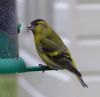 Siskin, Whitchurch, 19/03/2017 Photo of Siskin at Whitchurch, Buckinghamshire. Taken by Tim Watts on 19th March 2017.