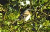 Brambling, Marlow Bottom, 19/04/2017 Photo of Brambling at Marlow Bottom, Buckinghamshire. Taken by Adam Bassett on 19th April 2017.