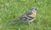 Brambling, Marlow Bottom, 22/04/2017 Photo of Brambling at Marlow Bottom, Buckinghamshire. Taken by Adam Bassett on 22nd April 2017.