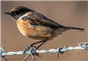 Stonechat, Down Farm, 30/11/2018 Photo of Stonechat at Down Farm, Buckinghamshire. Taken by Adrian Roach on 30th November 2018.