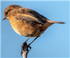 Stonechat, Down Farm, 30/11/2018 Photo of Stonechat at Down Farm, Buckinghamshire. Taken by Adrian Roach on 30th November 2018.