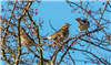Redwing, Down Farm, 30/11/2018 Photo of Redwing at Down Farm, Buckinghamshire. Taken by Adrian Roach on 30th November 2018.