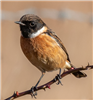 Stonechat, Down Farm, 04/01/2019 Photo of Stonechat at Down Farm, Buckinghamshire. Taken by Adrian Roach on 4th January 2019.