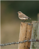 Wheatear, Ravenstone STW, Ravenstone, 01/09/2019 Photo of Wheatear at Ravenstone STW, Ravenstone, Buckinghamshire. Taken by Jason Chalk on 1st September 2019.