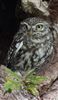 Little Owl, South Bucks Little Owl