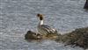 Goosander, College Lake, 23/11/2025 Photo of Goosander at College Lake, Buckinghamshire. Taken by David Hutchinson on 23rd November 2025.