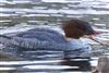 Goosander, Caldecotte Lake, 11/12/2025 Photo of Goosander at Caldecotte Lake, Buckinghamshire. Taken by John Callaghan on 11th December 2025.