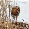Bittern, Calvert BBOWT Lake, Calvert, 29/12/2025 Photo of Bittern at Calvert BBOWT Lake, Calvert, Buckinghamshire. Taken by Ted Wallen on 29th December 2025.
