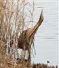 Bittern, Calvert BBOWT Lake, Calvert, 29/12/2025 Photo of Bittern at Calvert BBOWT Lake, Calvert, Buckinghamshire. Taken by Ted Wallen on 29th December 2025.