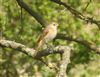 Redstart, Steps Hill, 13/04/2025 Photo of Redstart at Steps Hill, Buckinghamshire. Taken by Mike Wallen on 13th April 2025.
