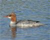 Goosander Photo of Goosander. Taken by Mike Wallen.