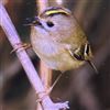 Goldcrest, Ballinger Goldcrest