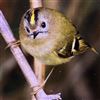 Goldcrest, Ballinger Goldcrest