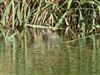 Little Grebe, Dorney Lake, Dorney, 21/09/2026 Little Grebe at Dorney Lake, Dorney, Buckinghamshire. Photographed by David Cleal on 21st September 2026.