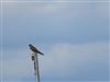 Hobby Photo of Hobby. Photographed by David Cleal.