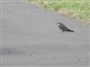 Hobby, Dorney Lake, Dorney, 07/09/2026 Hobby at Dorney Lake, Dorney, Buckinghamshire. Photographed by David Cleal on 7th September 2026.