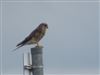 Kestrel, Dorney Lake, Dorney, 07/09/2026 Kestrel at Dorney Lake, Dorney, Buckinghamshire. Photographed by David Cleal on 7th September 2026.