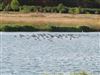 Cormorant, Dorney Lake, Dorney, 07/09/2026 Cormorant at Dorney Lake, Dorney, Buckinghamshire. Photographed by David Cleal on 7th September 2026.