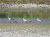 Grey Plover, Dorney Common, Dorney, 05/10/2026 Grey Plover at Dorney Common, Dorney, Buckinghamshire. Photographed by Lee Evans on 5th October 2026.