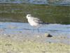 Grey Plover, Dorney Common, Dorney, 05/10/2026 Grey Plover at Dorney Common, Dorney, Buckinghamshire. Photographed by Lee Evans on 5th October 2026.