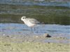 Grey Plover, Dorney Common, Dorney, 05/10/2026 Grey Plover at Dorney Common, Dorney, Buckinghamshire. Photographed by Lee Evans on 5th October 2026.