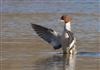 Goosander, Floodplain Forest Nature Reserve (formerly Manor Farm), 31/12/2025 Photo of Goosander at Floodplain Forest Nature Reserve (formerly Manor Farm), Buckinghamshire. Taken by Paul Gibbs on 31st December 2025.