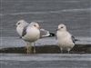 Common Gull, Furzton Lake, Milton Keynes, 06/01/2026 Photo of Common Gull at Furzton Lake, Milton Keynes, Buckinghamshire. Taken by Harry Appleyard on 6th January 2026.