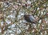 Fieldfare, Nether Winchendon, 30/12/2025 Photo of Fieldfare at Nether Winchendon, Buckinghamshire. Taken by Don Stone on 30th December 2025.